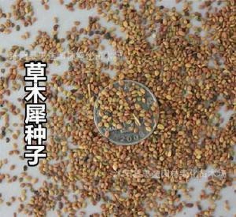 草木犀种子，多年生牧草种子