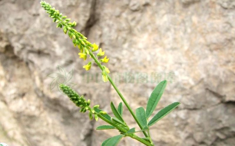 草木犀种子，多年生牧草种子