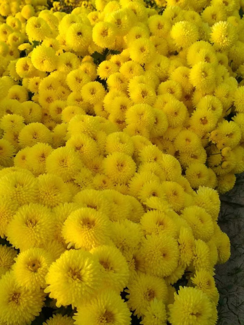 皇菊茶