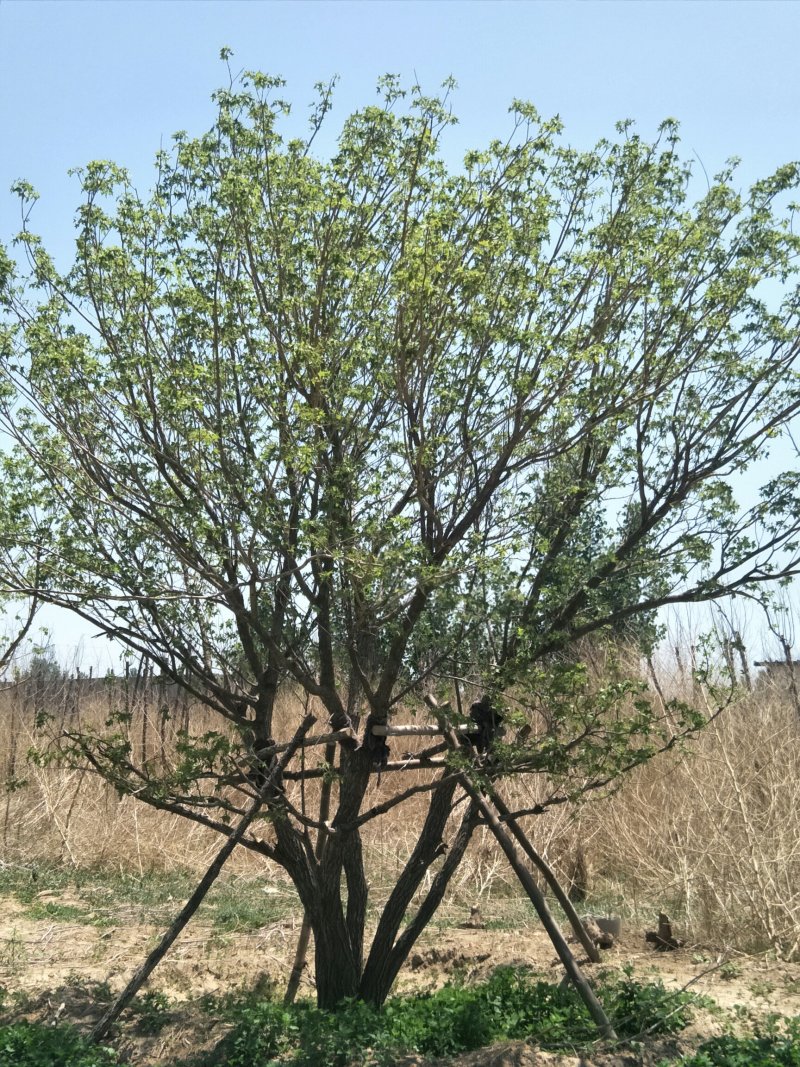 丛生元宝枫