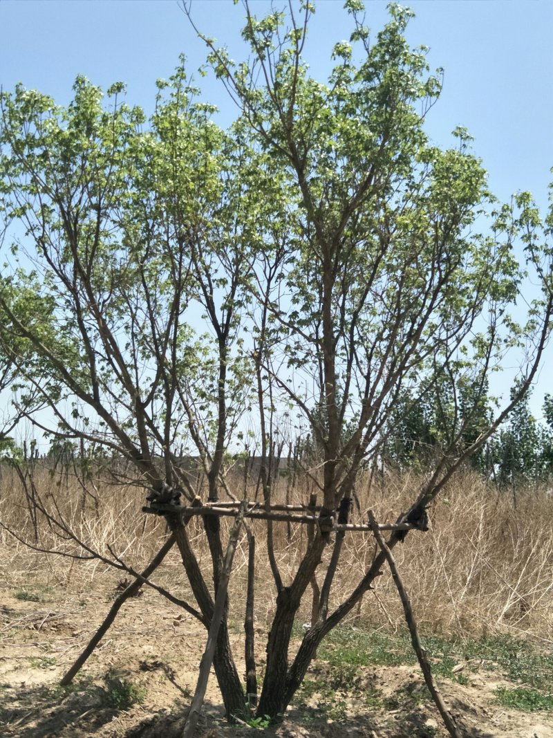 丛生元宝枫