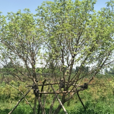 丛生元宝枫