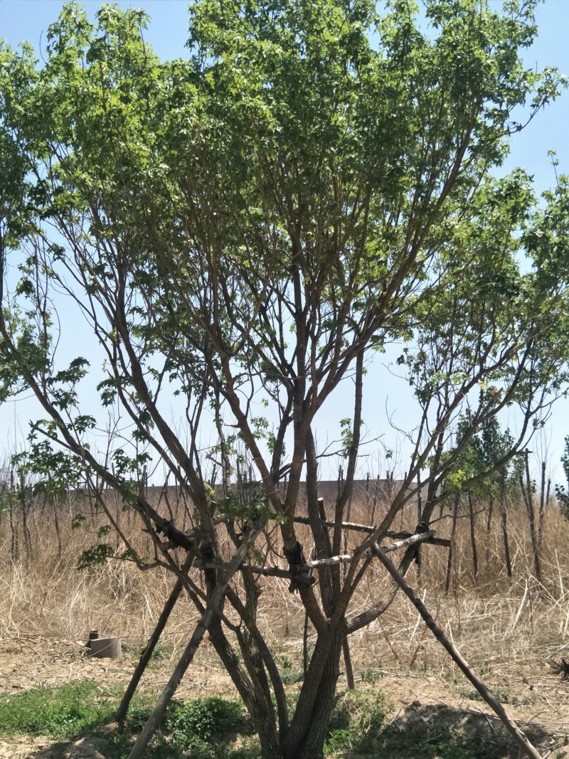 丛生元宝枫