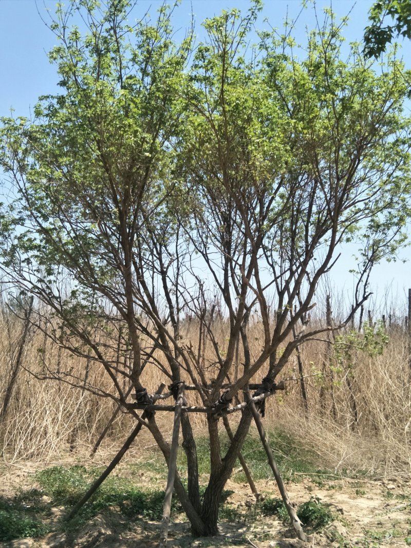 丛生元宝枫
