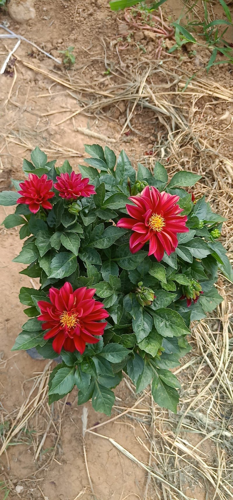 开花，小丽花，量大，基地直发可视频看货量大价优