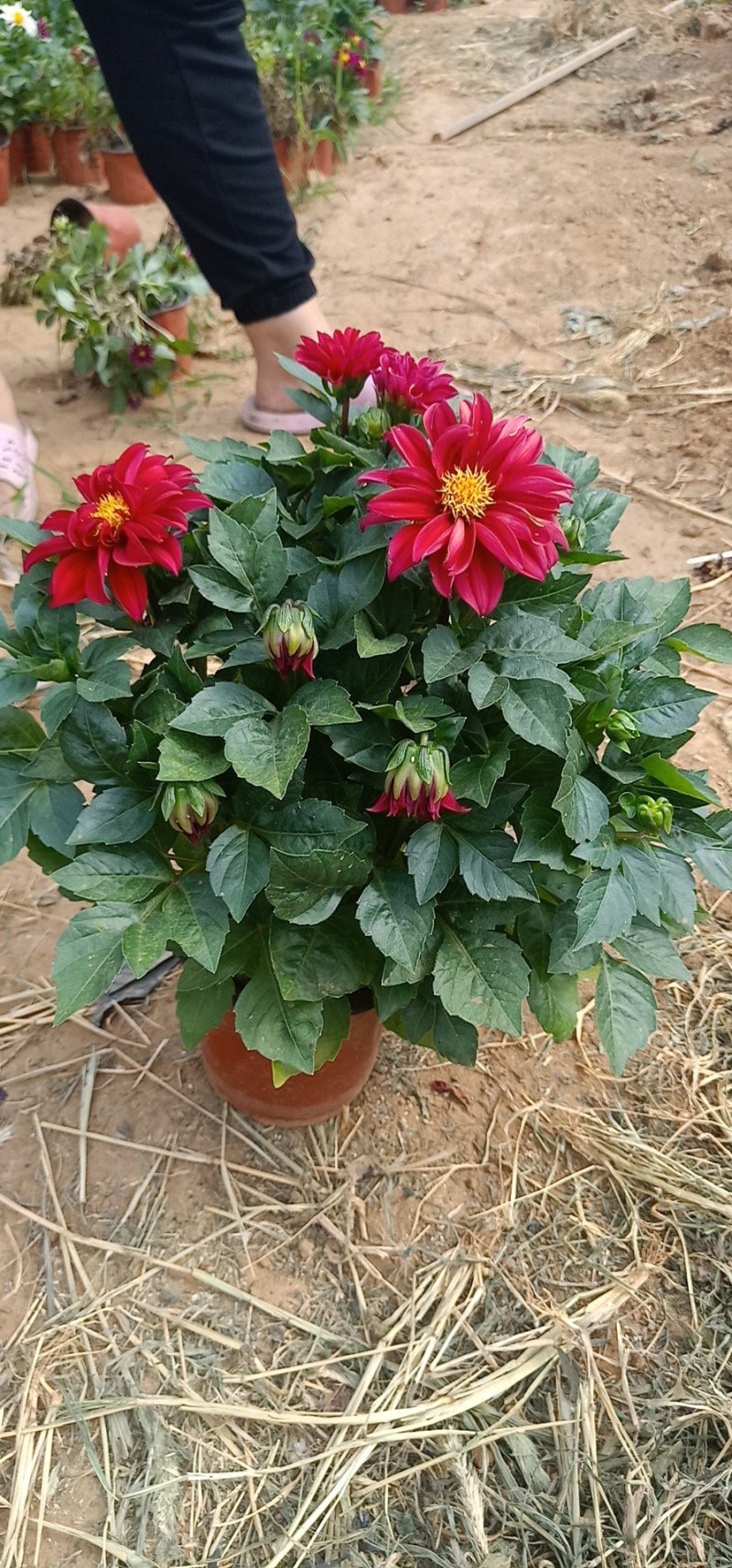 开花，小丽花，量大，基地直发可视频看货量大价优