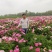 白芍种苗