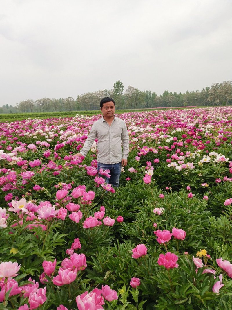 白芍种苗