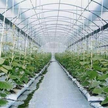 开封顺河区蔬菜大棚，蔬菜大棚建设
