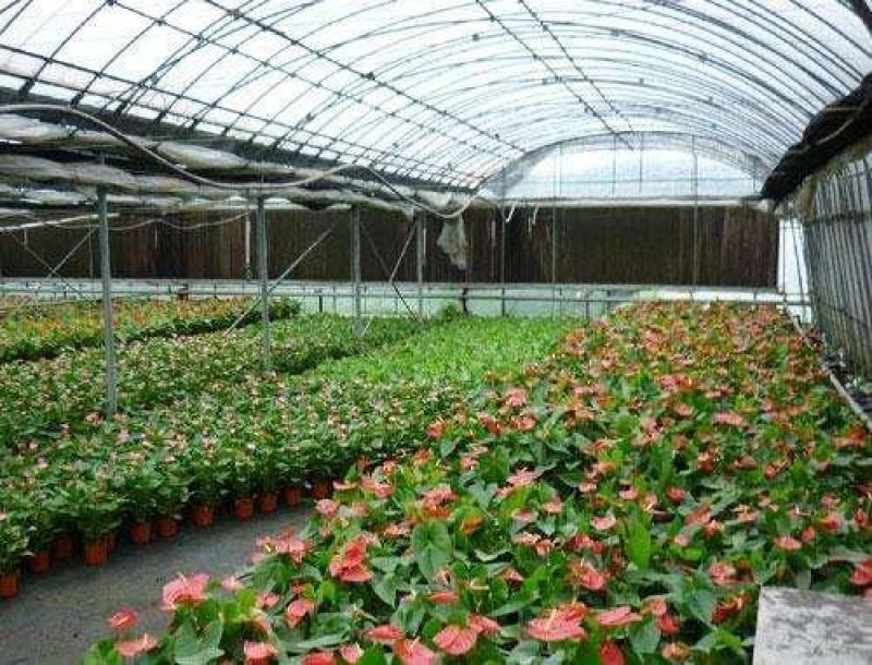 开封顺河区蔬菜大棚，蔬菜大棚建设