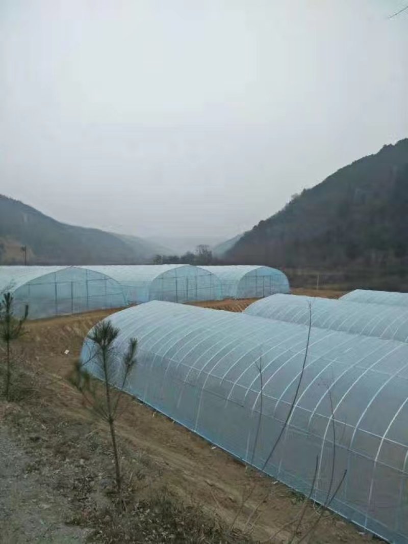 开封顺河区蔬菜大棚，蔬菜大棚建设