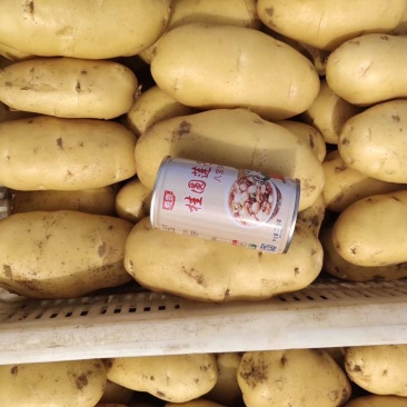荷兰十五土豆大量上市三两以上【皮毛好价格低】