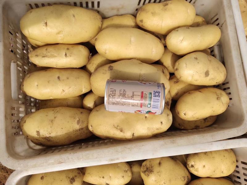 荷兰十五土豆大量上市三两以上【皮毛好价格低】