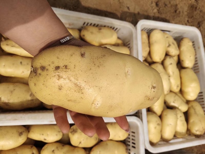 荷兰十五土豆大量上市三两以上【皮毛好价格低】
