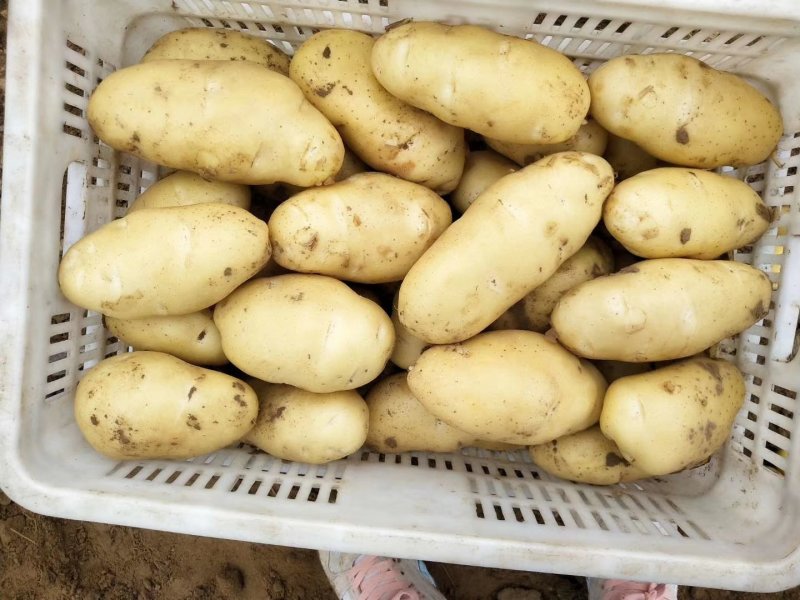 荷兰十五土豆大量上市三两以上【皮毛好价格低】