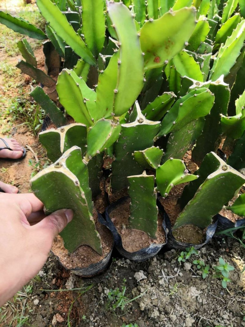 红心火龙果苗
