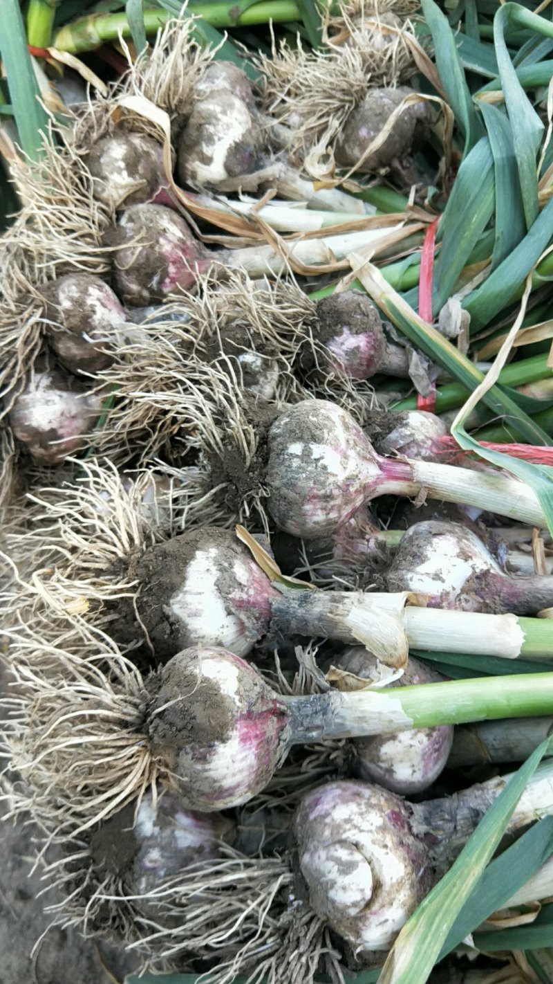 打捆大蒜