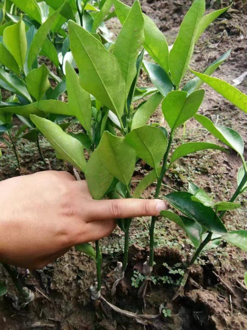 纽荷尔脐橙苗卡拉卡拉红肉脐橙苗橙子苗下单就送果树苗