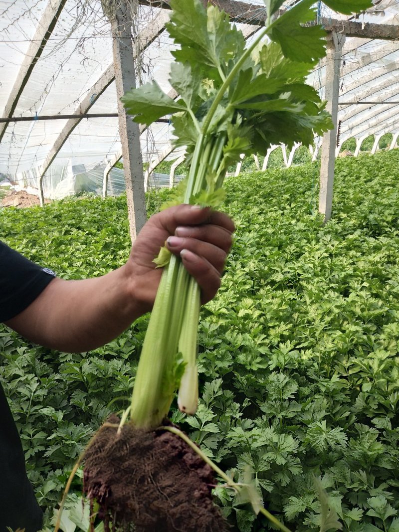 大棚芹菜