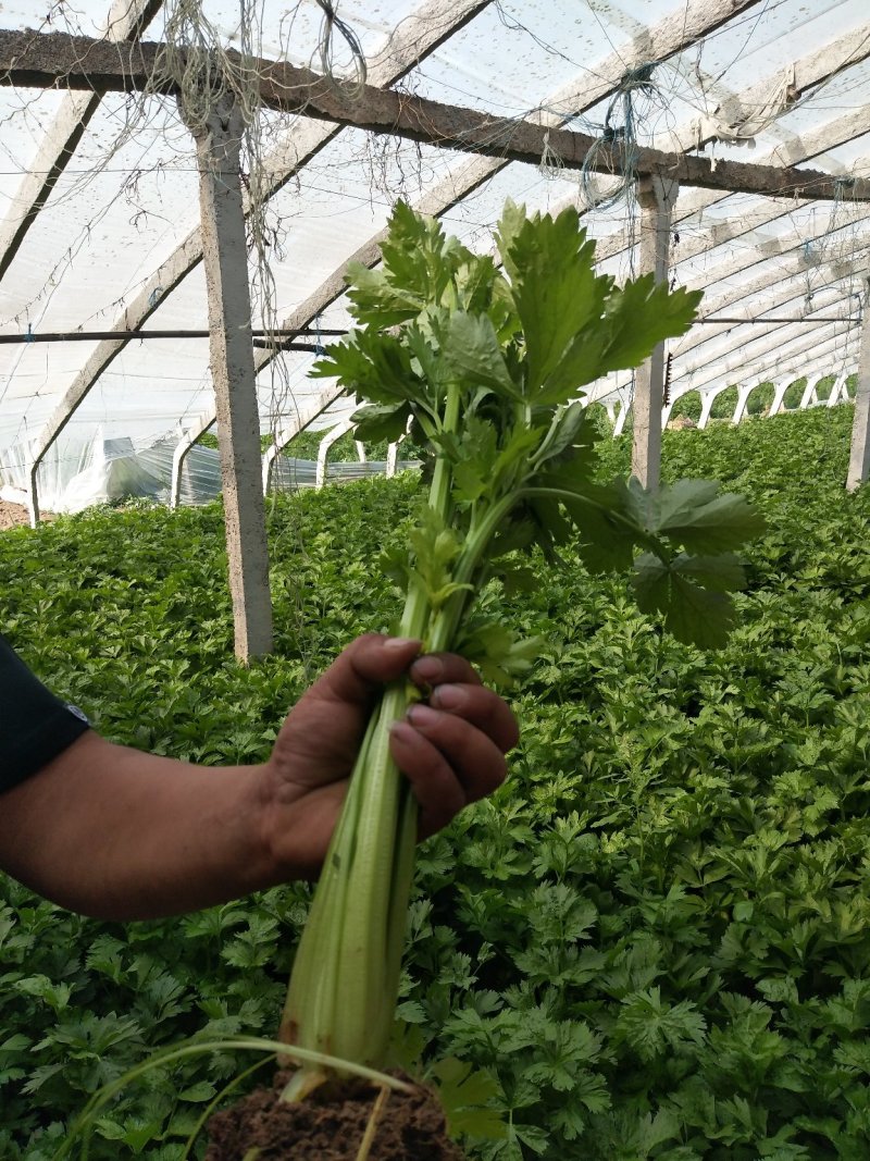 大棚芹菜