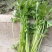 大棚芹菜