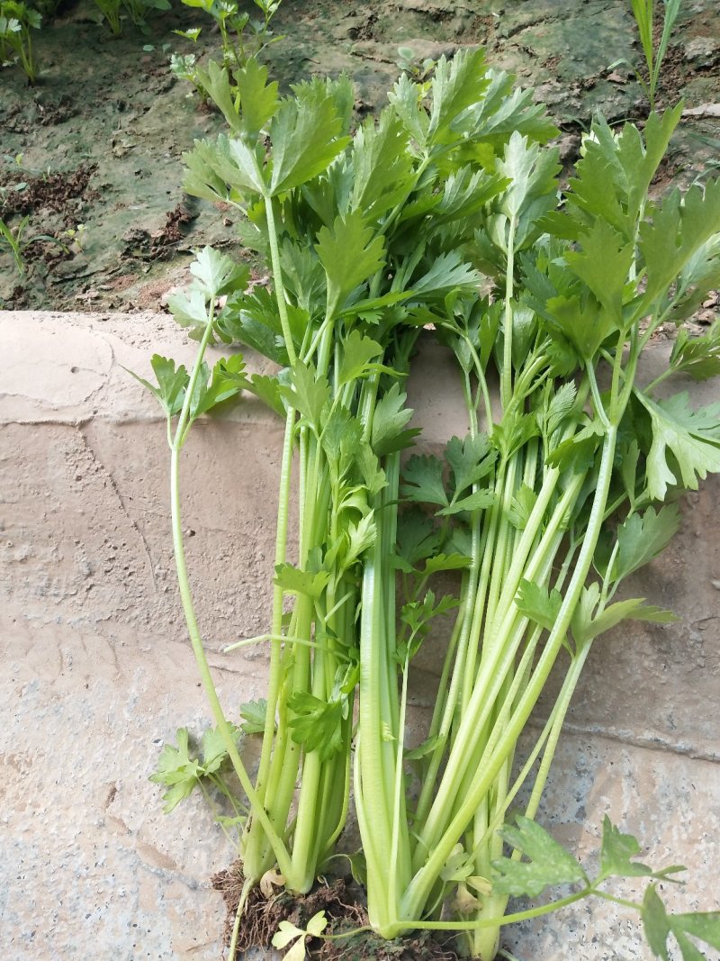 大棚芹菜