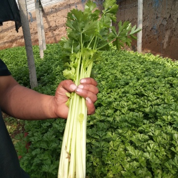 大棚芹菜