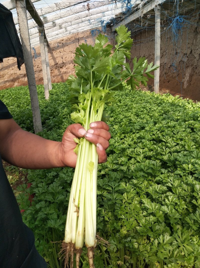 大棚芹菜