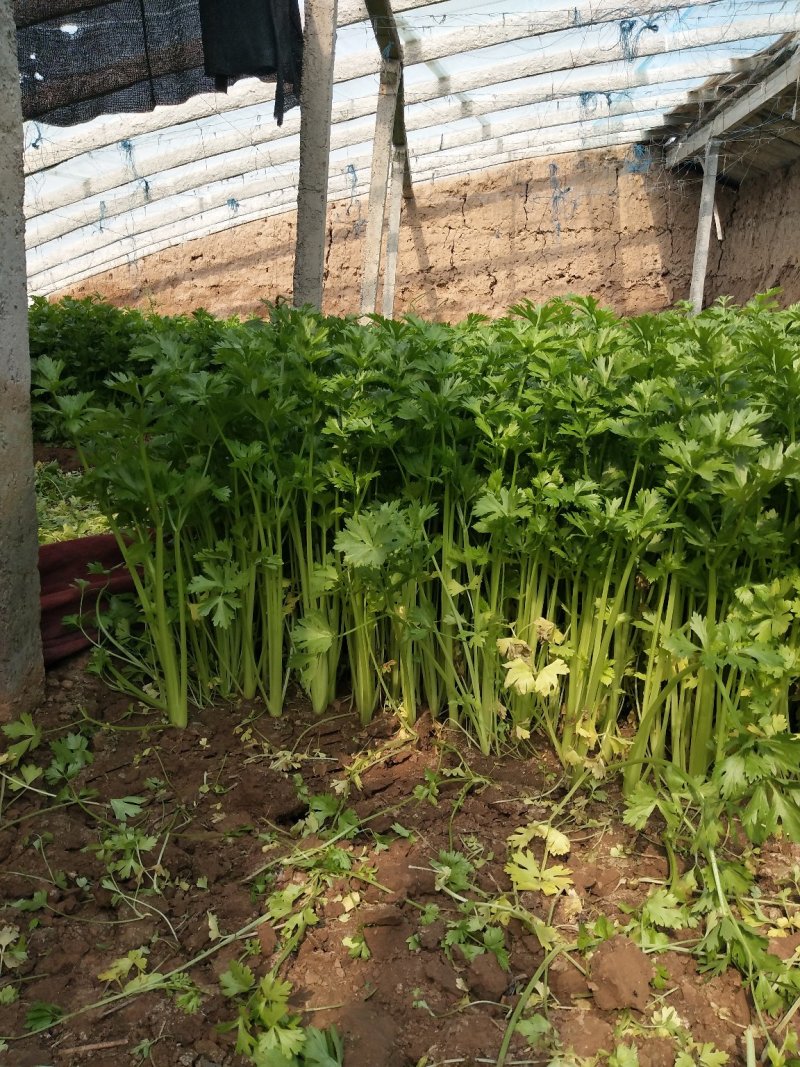 大棚芹菜
