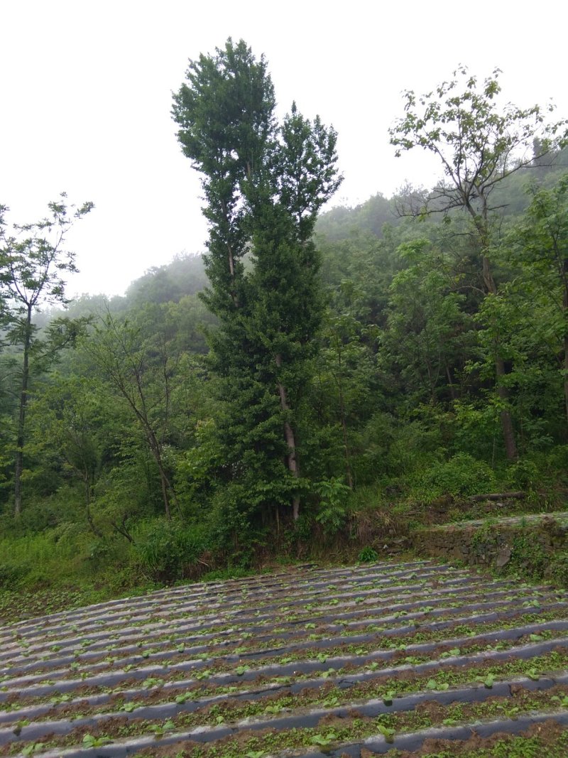 银杏树