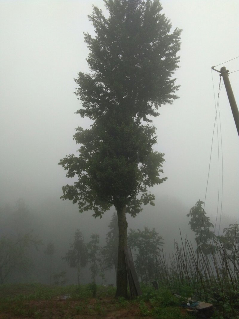 银杏树