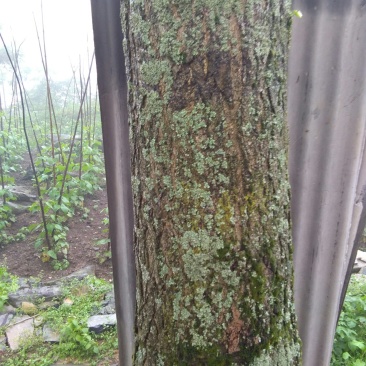 银杏树