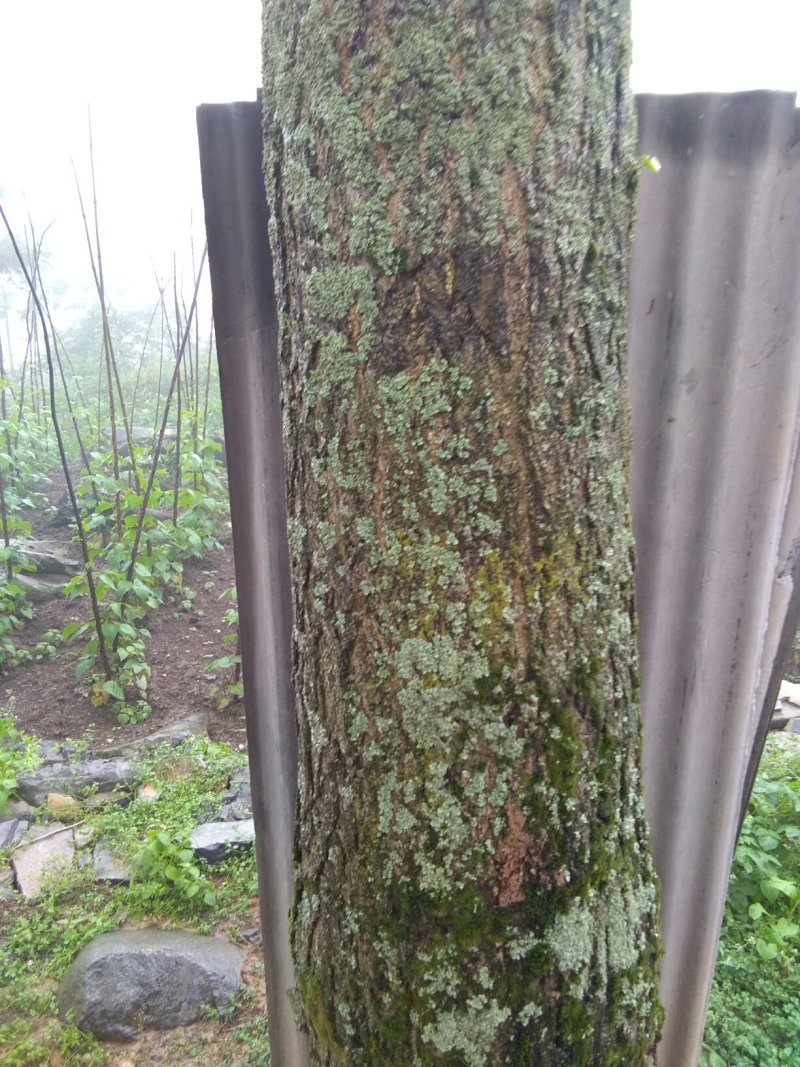 银杏树