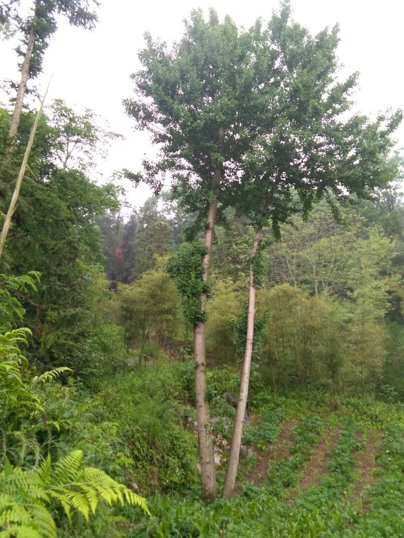 银杏树