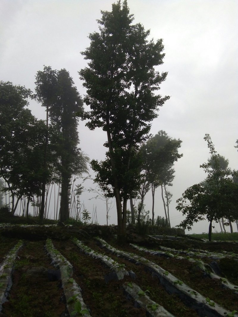 银杏树