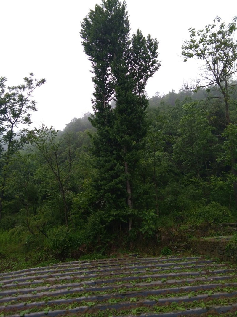 银杏树