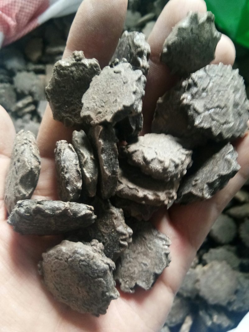 木鳖子无硫广西野生正品颗粒饱满一公斤起发货