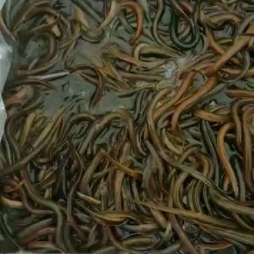 黄鳝鱼苗土黄鳝鱼苗纯种类鱼苗