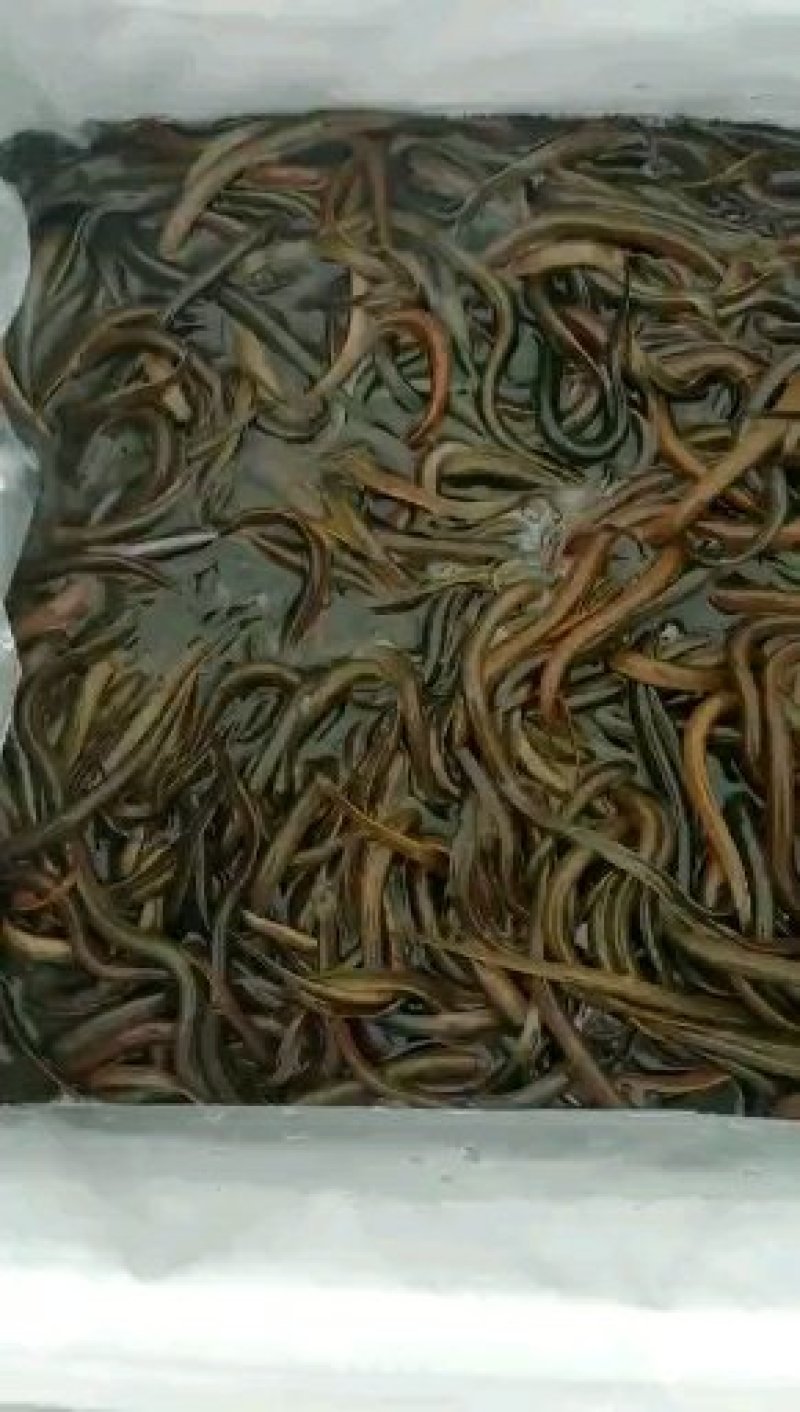黄鳝鱼苗土黄鳝鱼苗纯种类鱼苗
