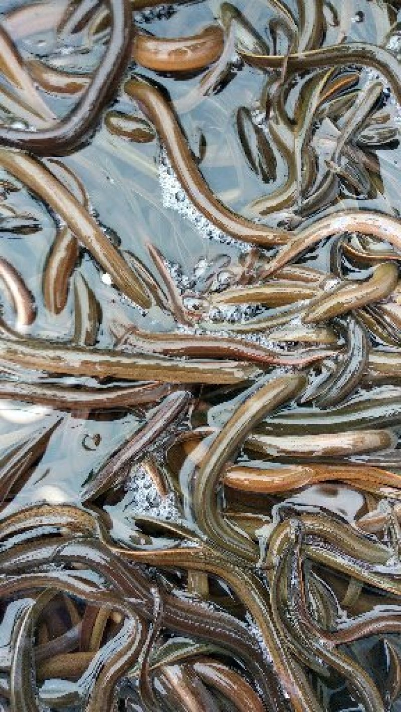 黄鳝鱼苗土黄鳝鱼苗纯种类鱼苗