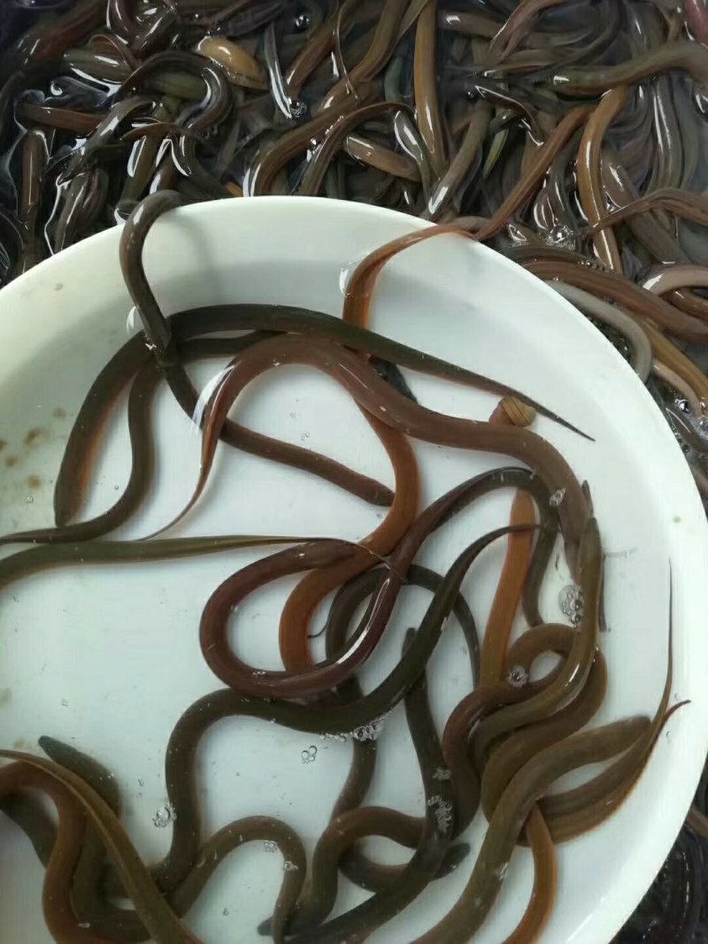 黄鳝鱼苗土黄鳝鱼苗纯种类鱼苗