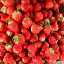 草莓大量供应加工果汁果，品种多，是我们的一大优势！