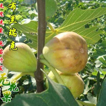 布兰瑞克无花果苗包邮包品种包成活易管理产量高