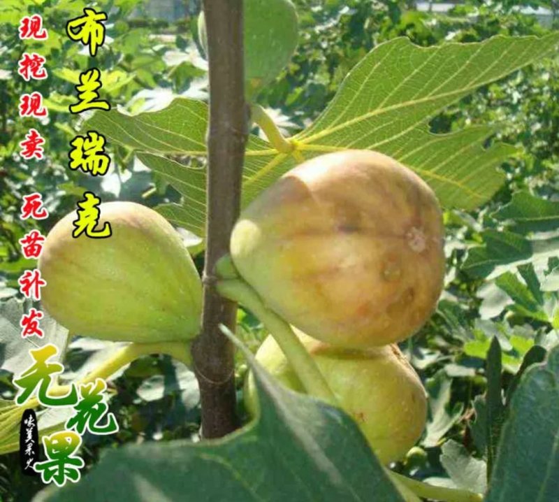 布兰瑞克无花果苗包邮包品种包成活易管理产量高