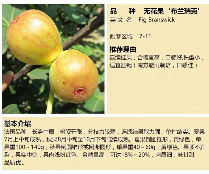 布兰瑞克无花果苗包邮包品种包成活易管理产量高