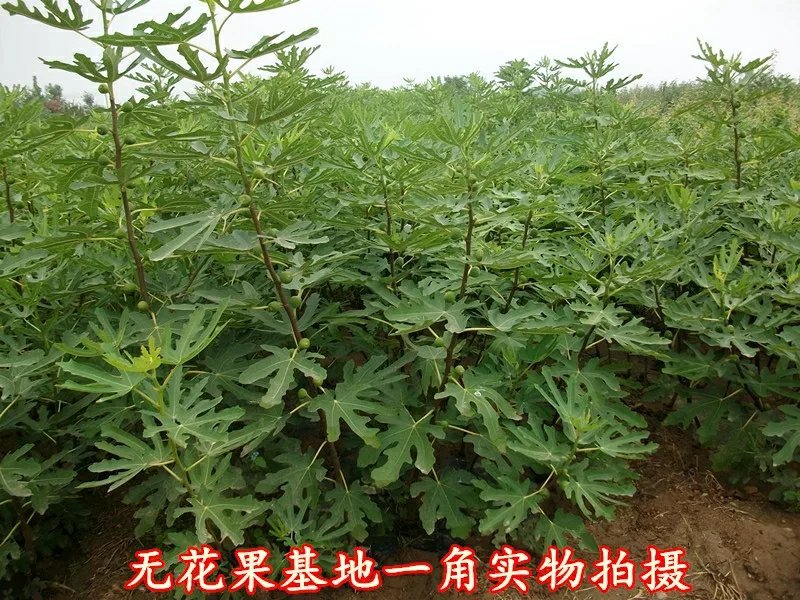 布兰瑞克无花果苗包邮包品种包成活易管理产量高