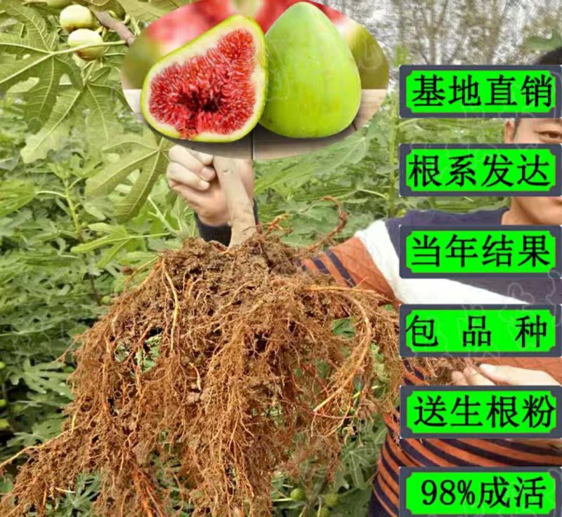 布兰瑞克无花果苗包邮包品种包成活易管理产量高