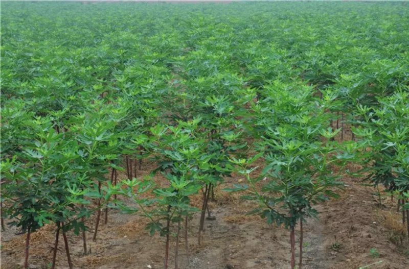 布兰瑞克无花果苗包邮包品种包成活易管理产量高