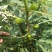 布兰瑞克无花果苗包邮包品种包成活易管理产量高