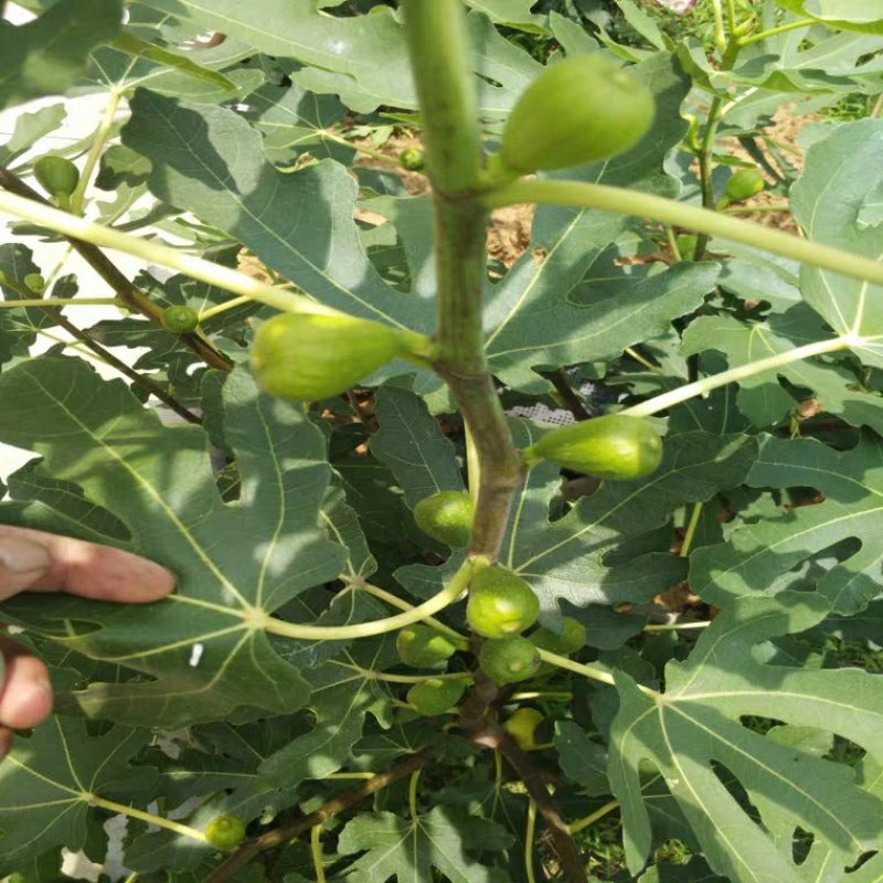 布兰瑞克无花果苗包邮包品种包成活易管理产量高